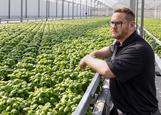 Charles Verdy contemple les fines herbes dans la serre.